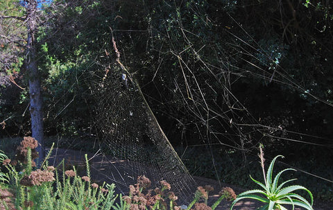 Large Spider Web - Nephila sp.