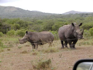 Rhino behind Electric Fencing