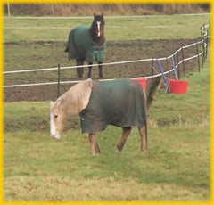 Horses behind an Electric Fence