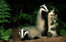 Badger Fencing