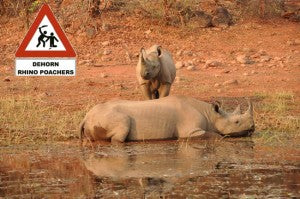 De-horn Rhino Poachers.