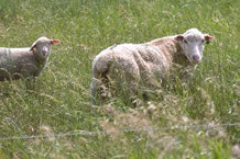 Fencing for Sheep