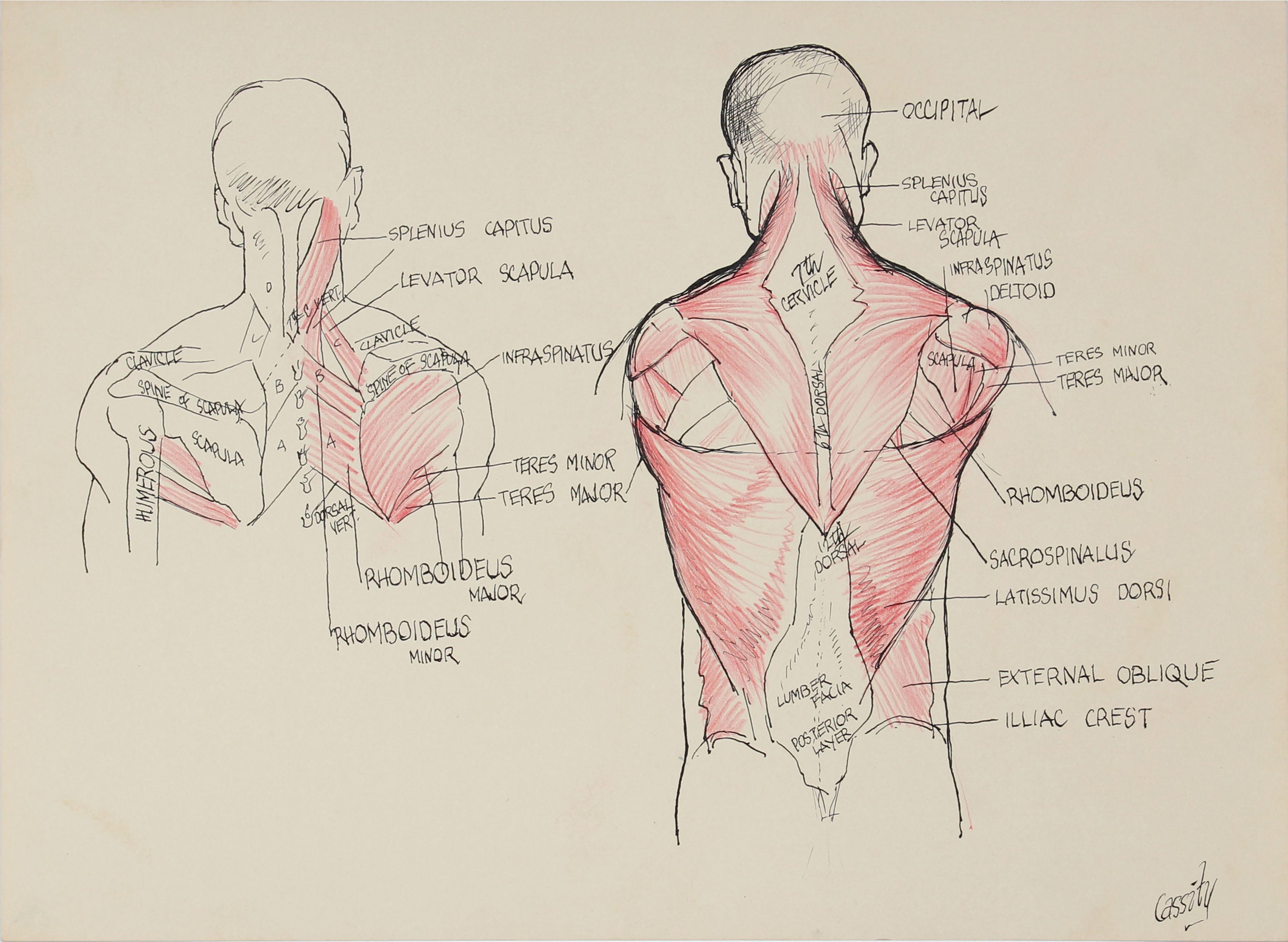 Dellard Cassity 1950s Academic Back Muscles Study Ink Drawing Lost Art Salon