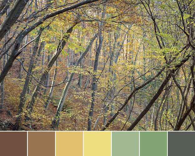 Deep Forest Palette