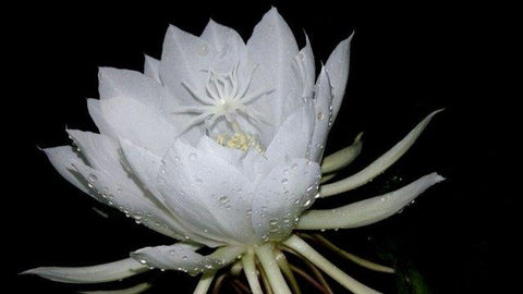 Kadupul Flower