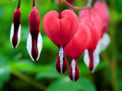 bleeding heart perennial herbaceous plants