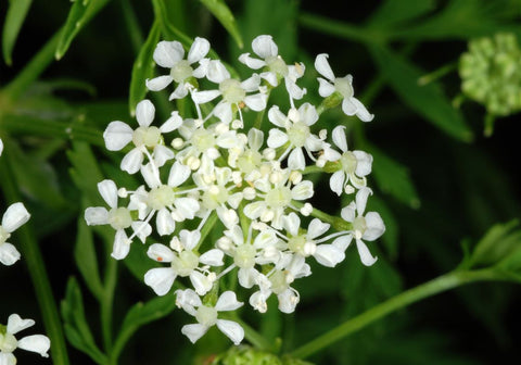 hemlock poison