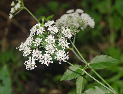 hemlock water plants to avoid