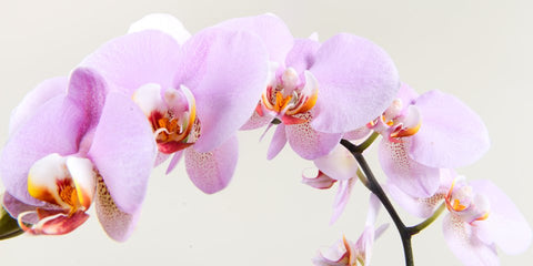 orchid soft pink