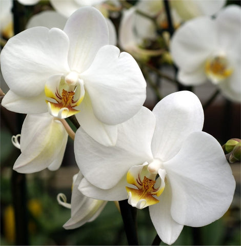 phalaenopsis orchid hawaii