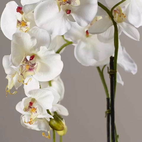 white phalaenopsis orchid vase