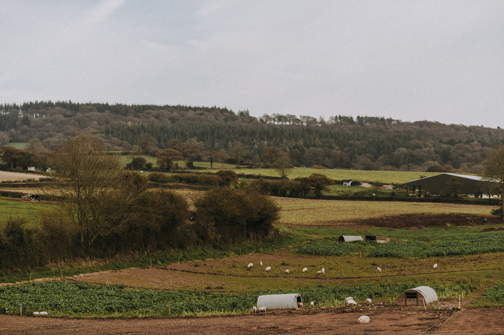 Pipers Farm pigs