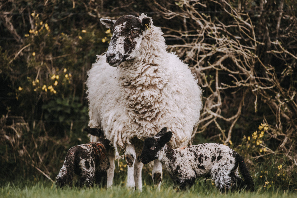 Pipers Farm sheep