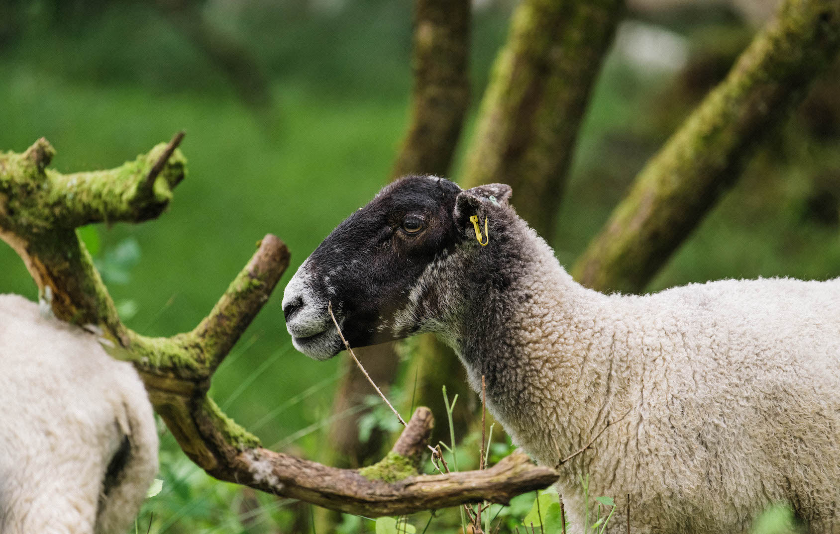 Cull Yaw mutton sheep stood by a tree