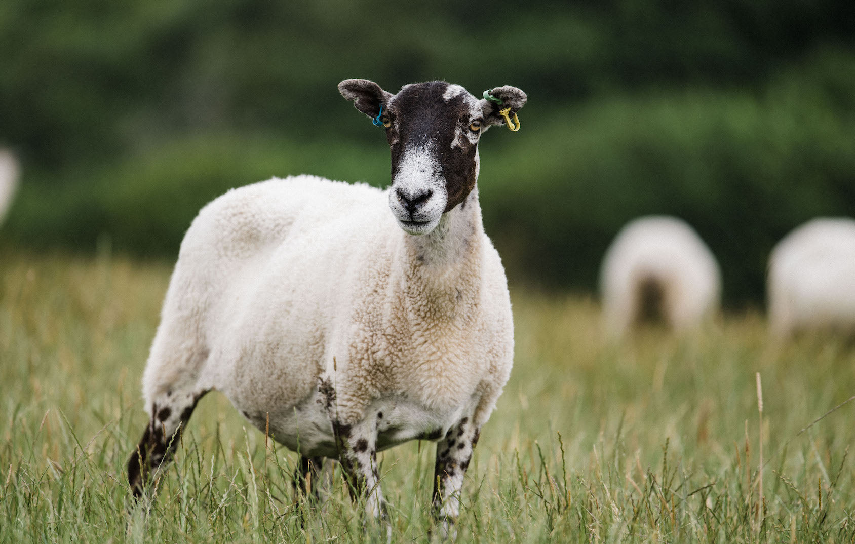 A cull yaw sheep in a field