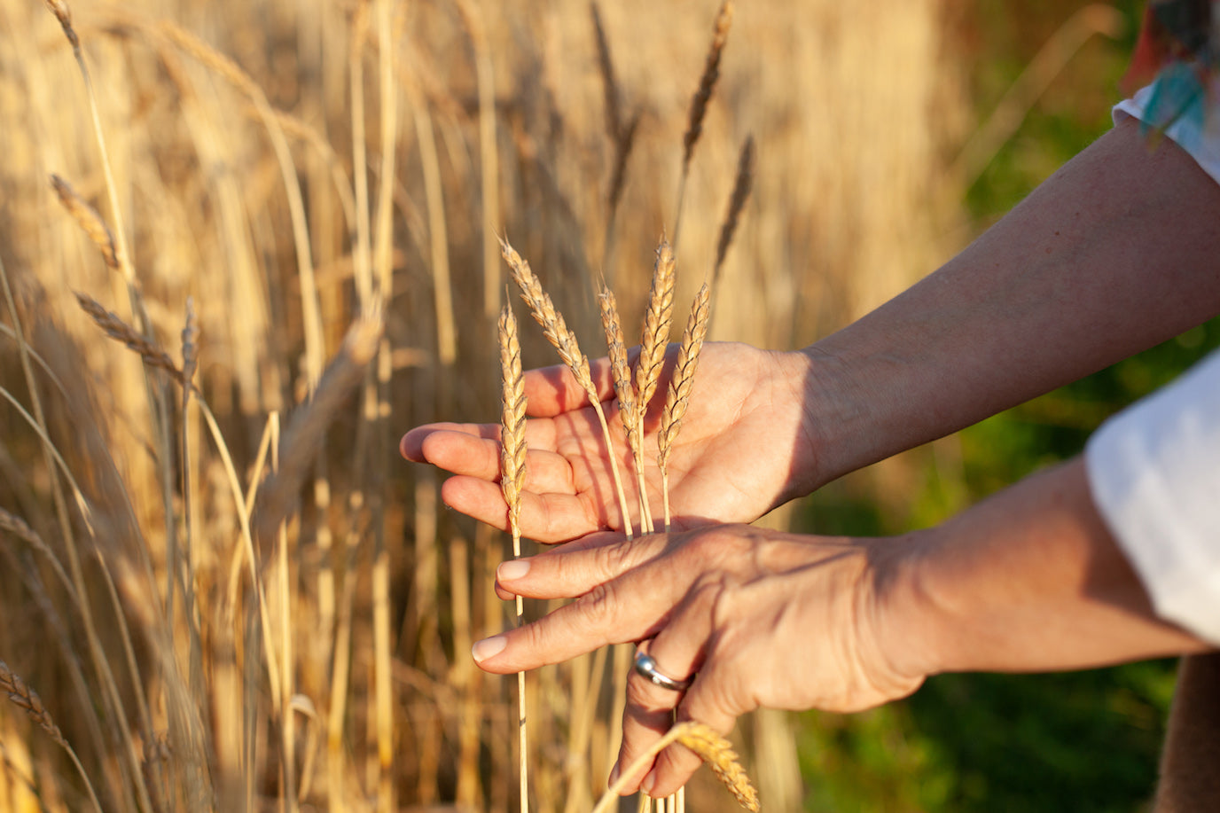 Close up of grain in a field as someone is showing it on their hand