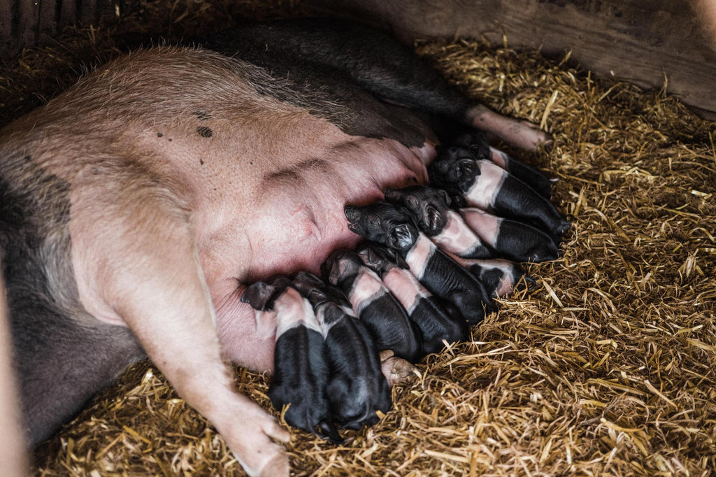 Pipers Farm pigs