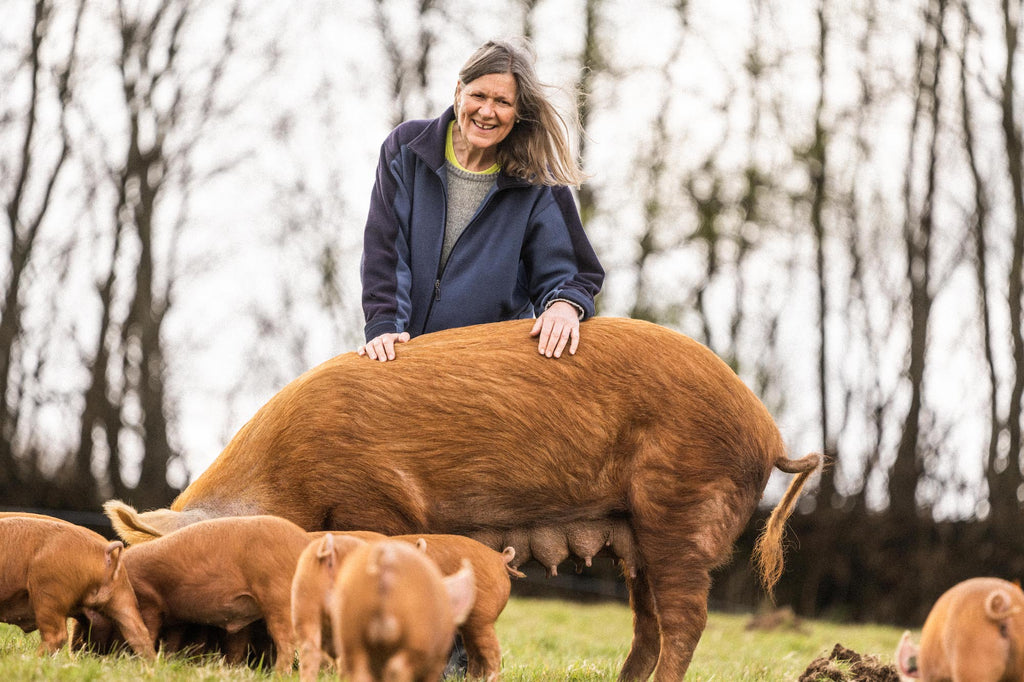 British pig farmers facing crisis