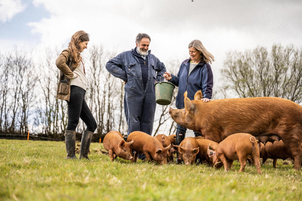 Pipers Farm pigs eating wasted nuts