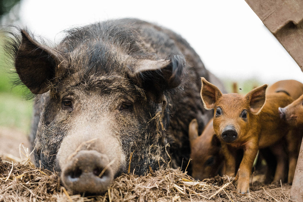 Free Range Pigs at Pipers Farm