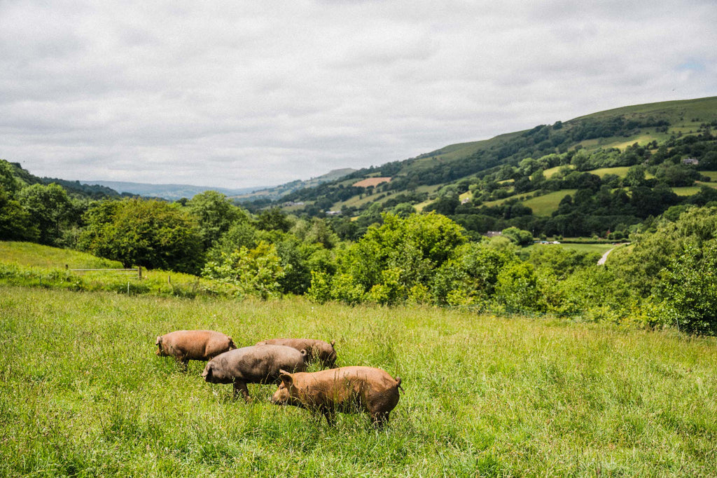 Free Range Pigs at Pipers Farm