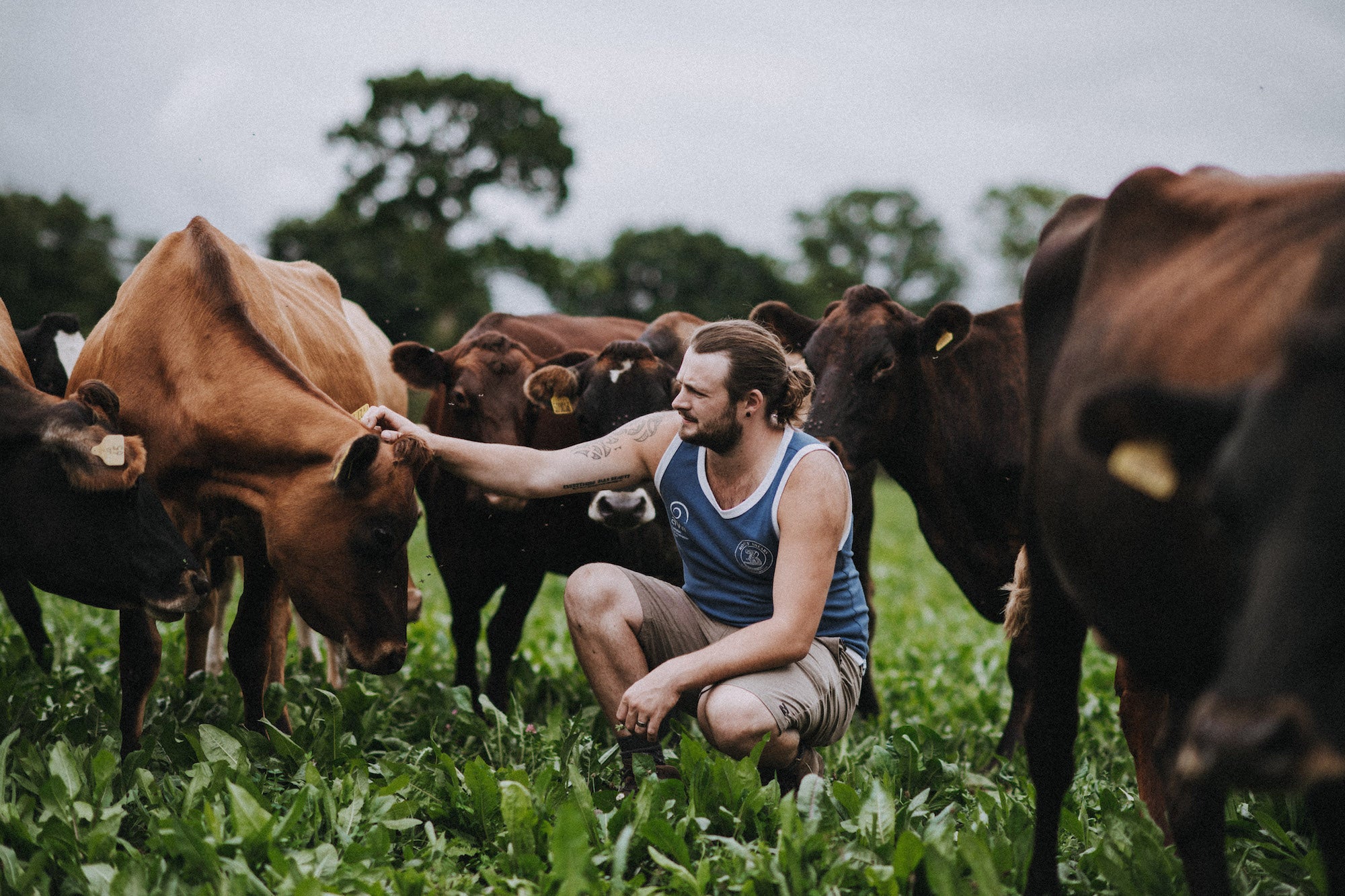 Pipers Farm sustainable dairy