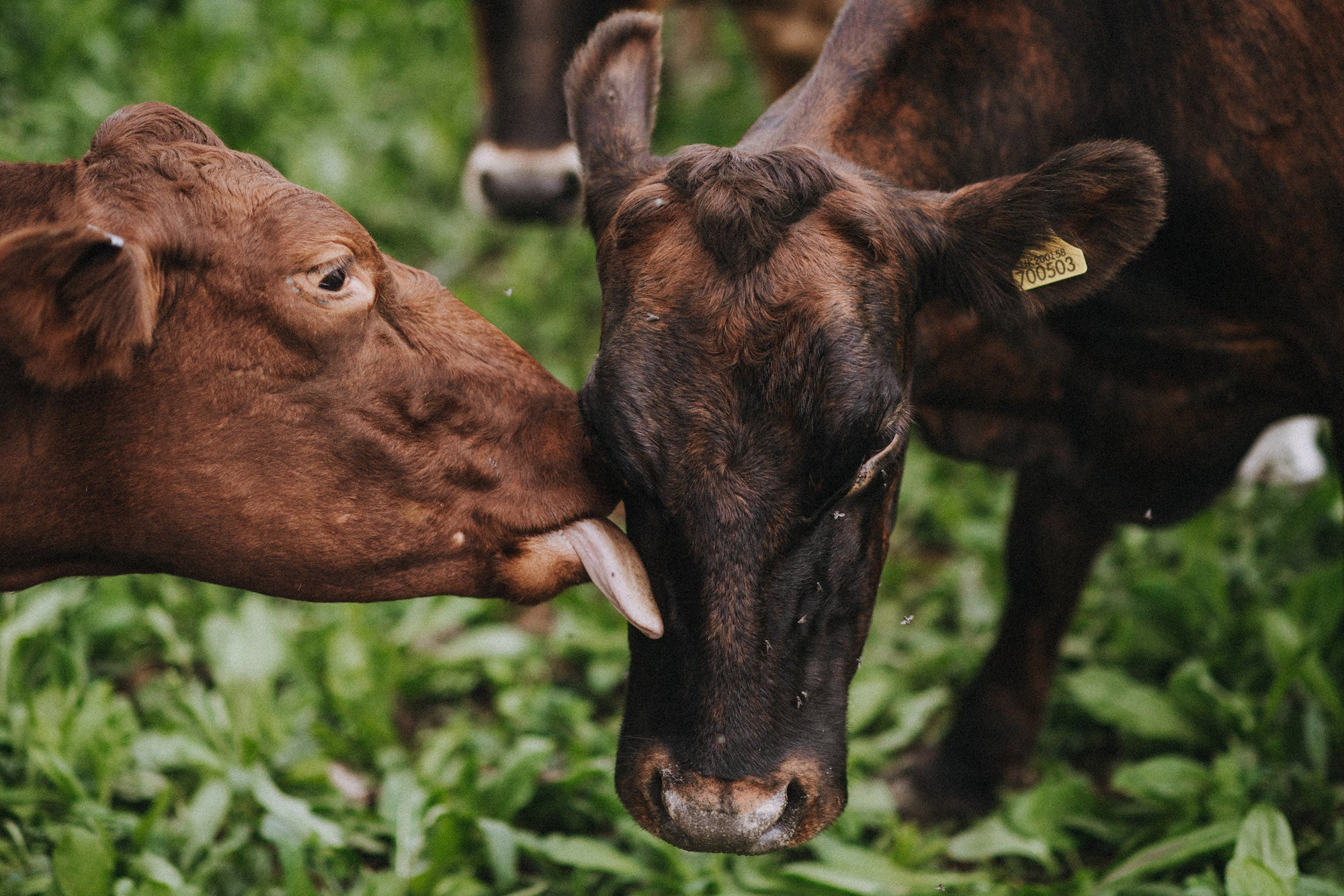 Pipers Farm sustainable dairy