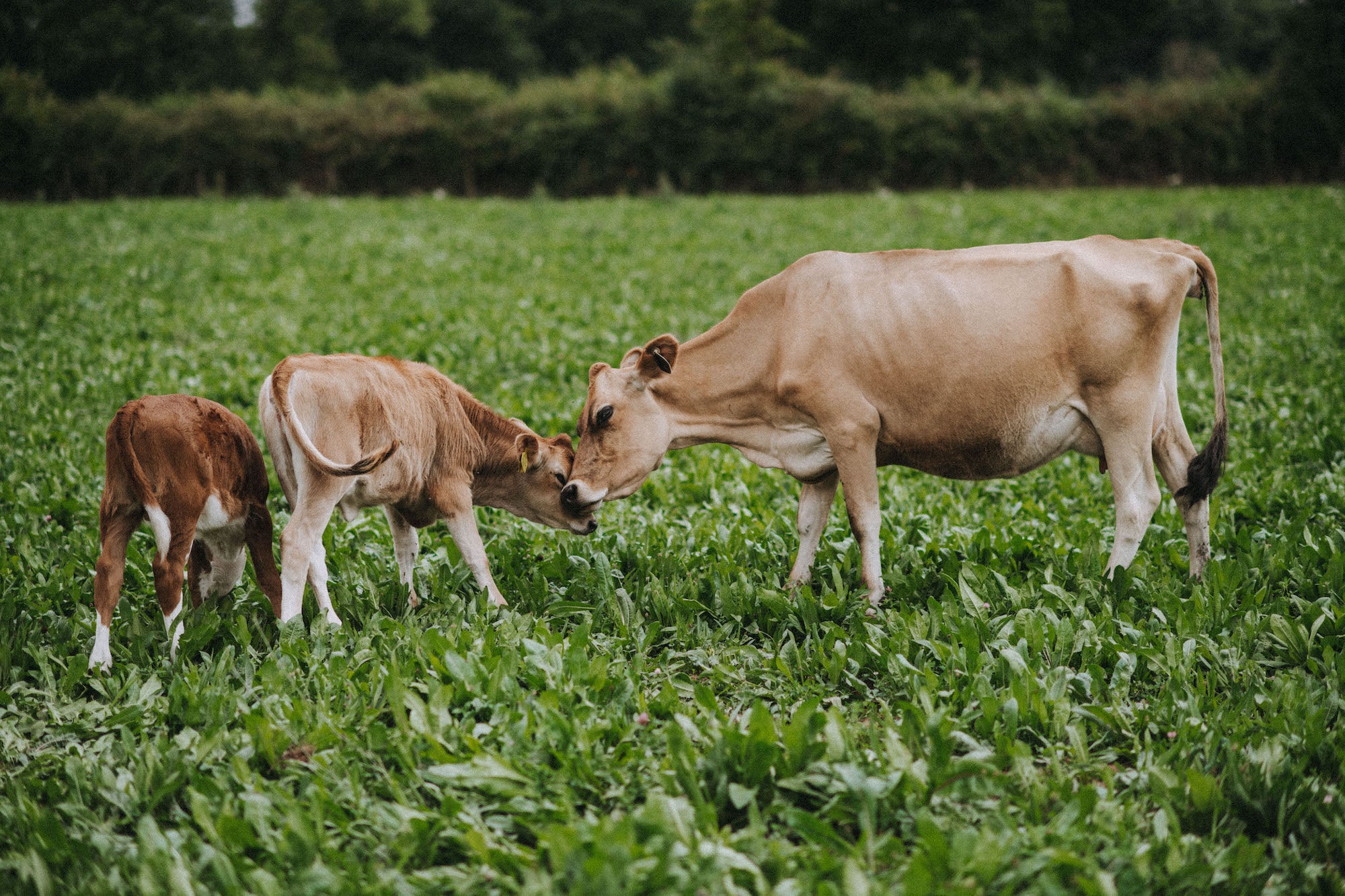 Pipers Farm sustainable dairy