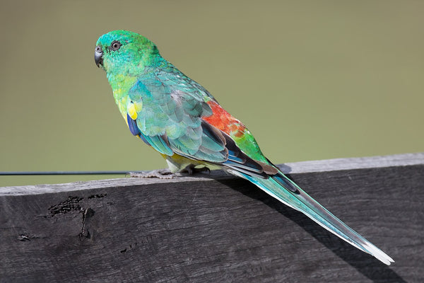 Red Rump Parrot Species - Mild Mannered Parakeet