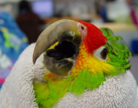 What You Need To Know To Give Your Bird A Perfect Nail Trim
