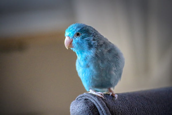 blue parrotlet perched