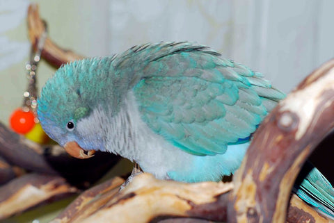 blue quaker monk parakeet