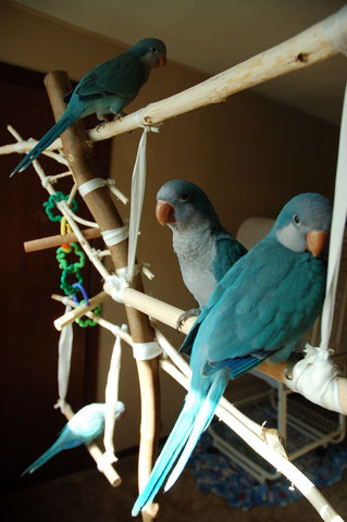 four blue quakers on homemade jungle gym perch