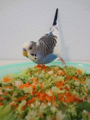 parrot in bowl of vegetables