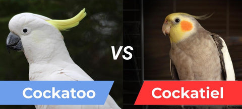 cockatoo vs cockateil featured image