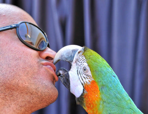 How to make bedders mad, Parrot bite now covered, If you kiss your