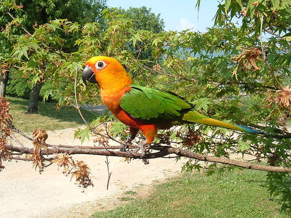 single jenday parakeet on tree branch
