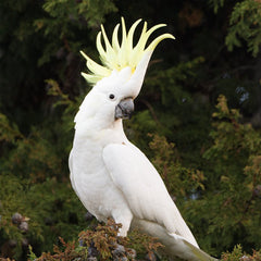 large white cockatoo