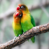lovebird pair perched on branch