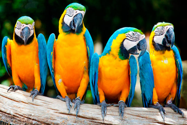 4 macaws together