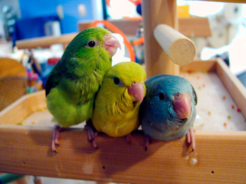 Pacific Parrotlets