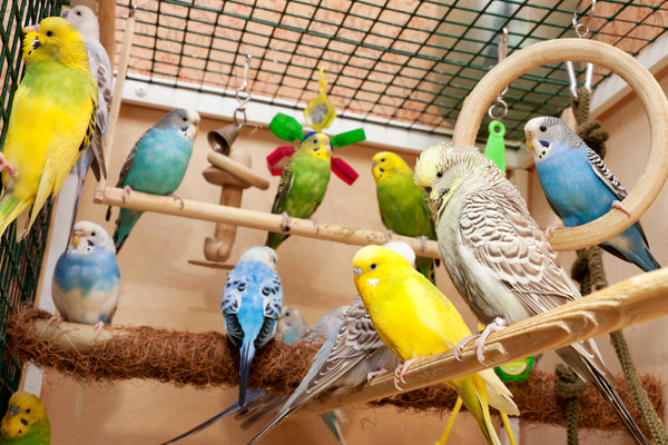 group of parakeets in full spectrum lighting