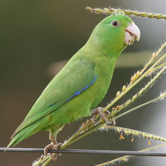 wild parrotlet perched on small brance