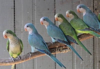 green and blue quaker parrots perched together on long branch