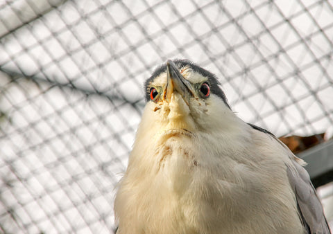 grieving budgie - featured image