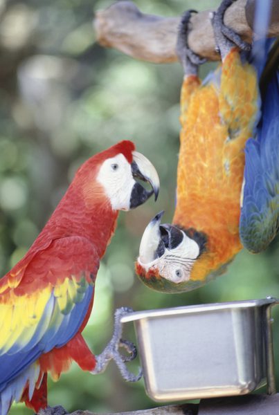 Upside Down Parrot