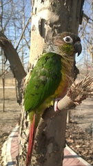 wild green cheeked parakeet in tree