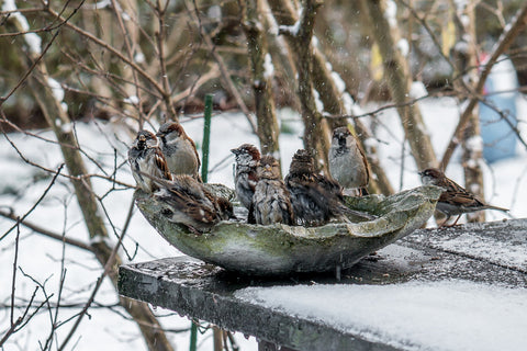 group of birds in warm bird bath water in snow