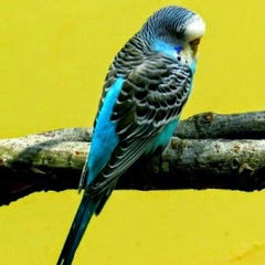 blue budgie on a tree branch