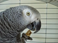 African grey parrot eating